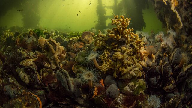 Bijzondere wereldprimeur in Nederland: een Tiny Sea Forest in het Grevelingenmeer