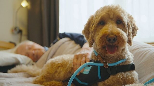 Verzorgingshuizen doen proef met honden bij ouderen met dementie