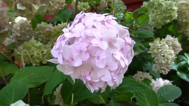 Veel van de planten om ons heen komen eigenlijk uit Japan