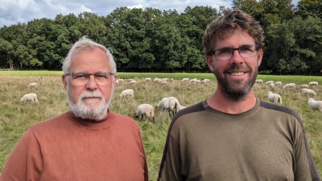 Subsidies voor weren wolf minder interessant voor grote veehouders