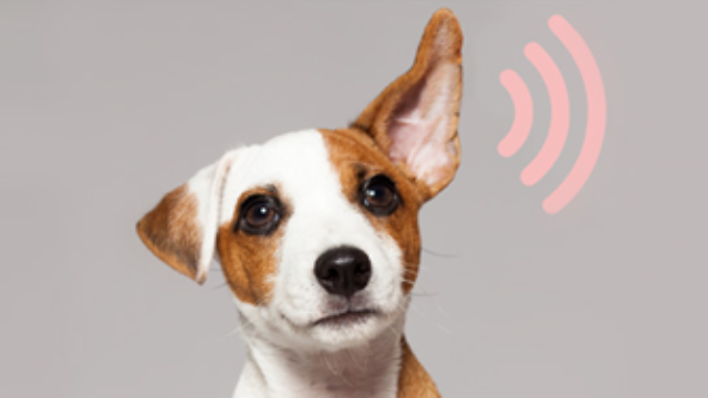 Podcastprijs voor jong talent: meer inzendingen dan ooit tevoren
