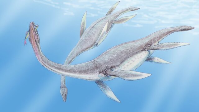 Prehistorische zeereptielen duiken op in Winterswijk