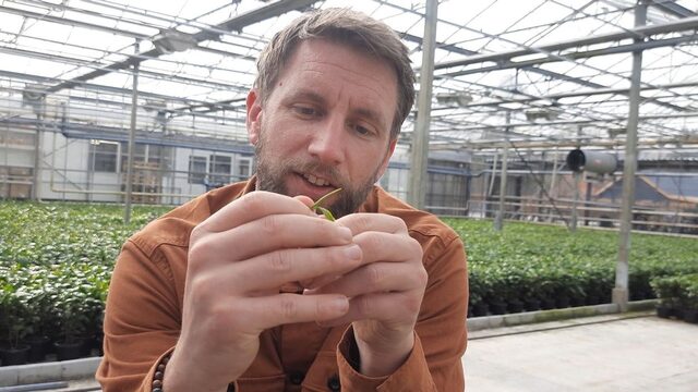 Thee van Nederlandse bodem is de toekomst