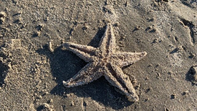 Nederlandse stranden bezaaid met zeesterren
