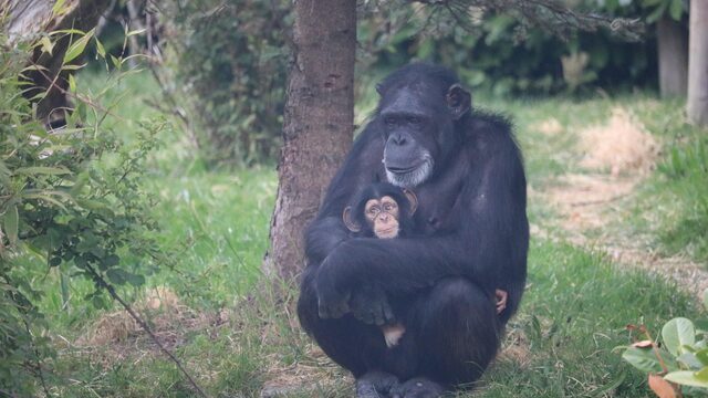 Van chimpansees tot pissebedden: culturele verschillen komen voor bij allerlei groepen dieren