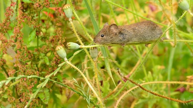 Niets is vanzelfsprekend in de natuur: alles kan misgaan
