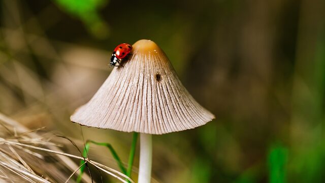Biodiversiteit gaat hard achteruit, dus goede afspraken zijn essentieel