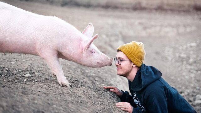 Gaat het slecht met de gezondheid van dieren? Dan óók met die van mensen