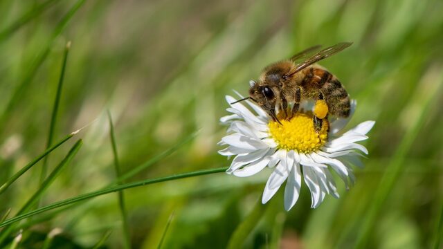 Minder spullenhonger, meer bijen in de tuin!