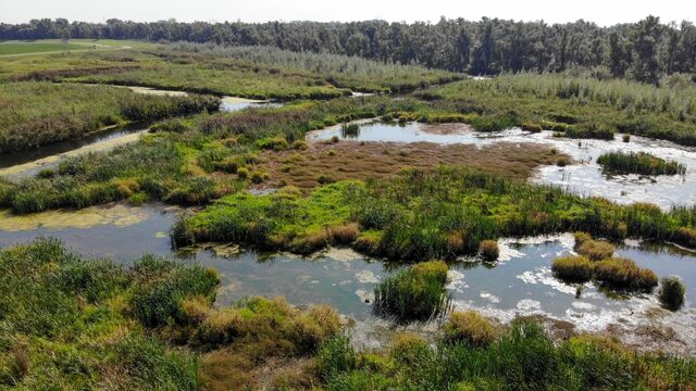 Vroege Vogels viert het 600-jarig bestaan van de Biesbosch