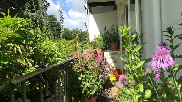Balkon omtoveren tot bijenparadijs: Caspar Janssen deed het