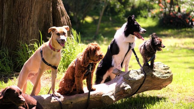 Bijtincidenten nemen toe: blaffende honden bijten wel
