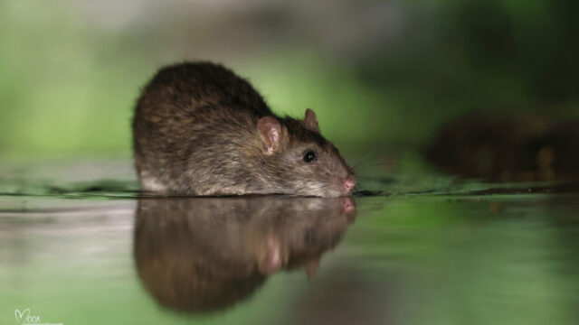 Ratten niet meer bestrijden met gif: 'Sluit vriendschap met jouw plaagdier'
