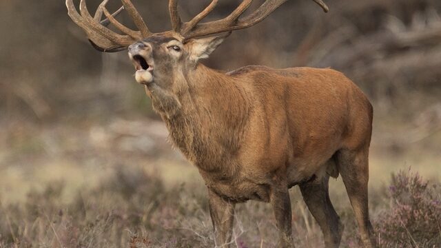 Edelherten zijn aan het burlen: ‘Het zijn echte macho’s’