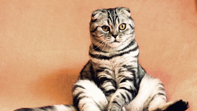 Deze kattengedragstherapeut kijkt geen kattenfilmpjes: 'Vaak zielig'