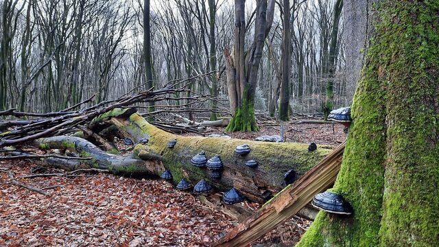 Omgevallen bomen kun je beter laten liggen en dit is waarom