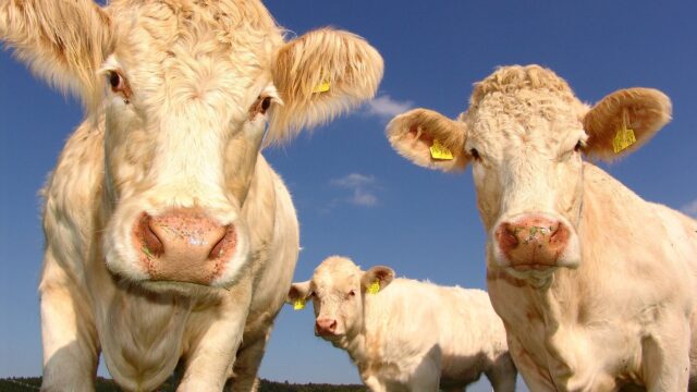 Oprichter Vegetarische Slager: 'Boeren, pas je aan en leun niet op de overheid'
