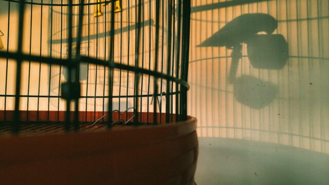 Vogels bevrijden uit kooitjes: 'Mijn bankrekening werd steeds leger, maar mijn hart steeds rijker'