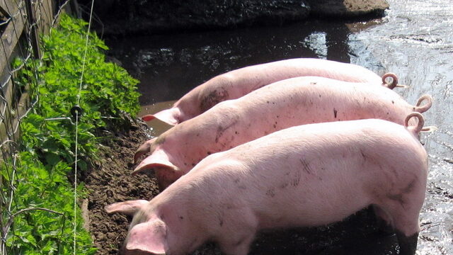 Nog steeds varkens met hittestress