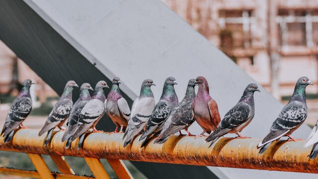 Duiven in de stad: wat zegt de kleur van hun verenpak over vervuiling?