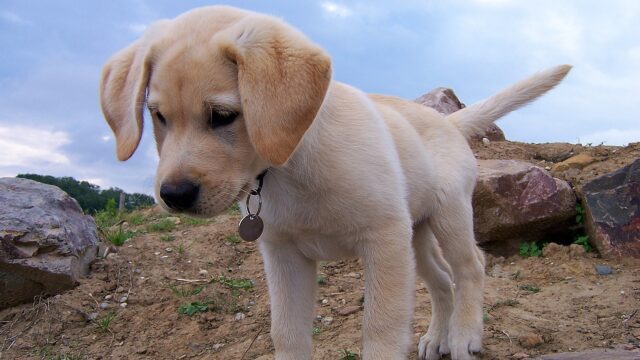 Groot tekort aan pleeggezinnen voor hulphonden: 'Je hebt geen ervaring met honden nodig'