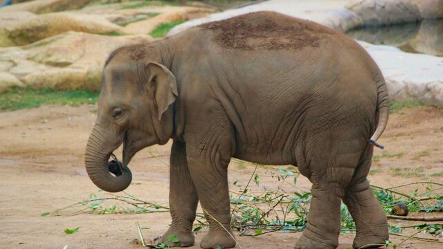Gaat olifant Happy als persoon erkend worden?