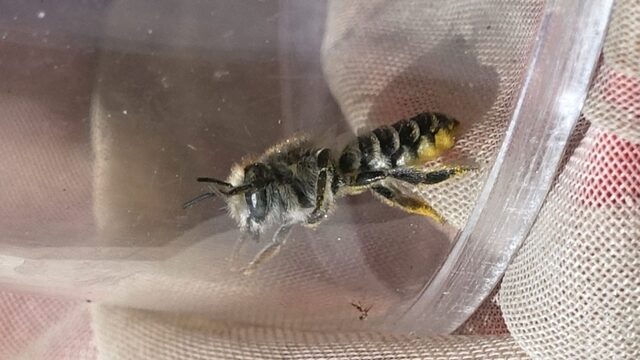 Dit racende insect heet het formule 1-bijtje