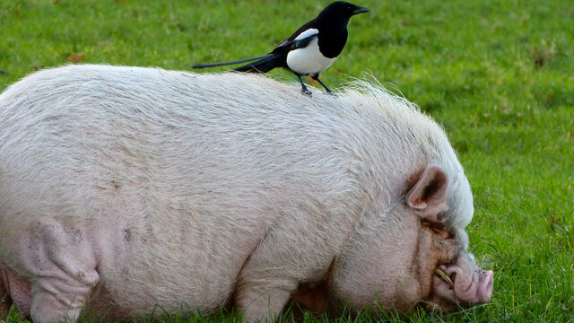 In nieuwe Dierenwet staat dierenwelzijn centraal