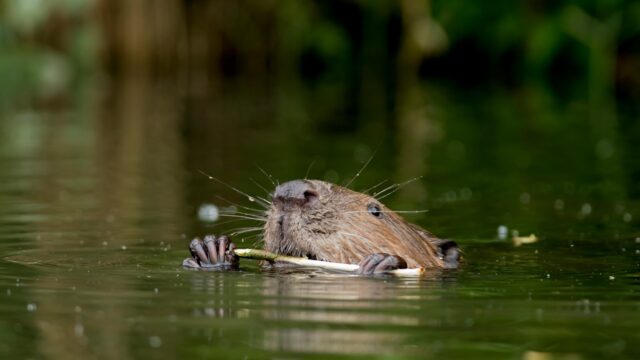 Als de bever een gevaar is voor de waterveiligheid in Limburg, moet hij dan afgeschoten worden?
