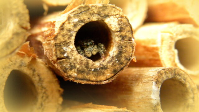 Insectenhotels: worden ze bewoond of zijn ze er voor de groene bühne?