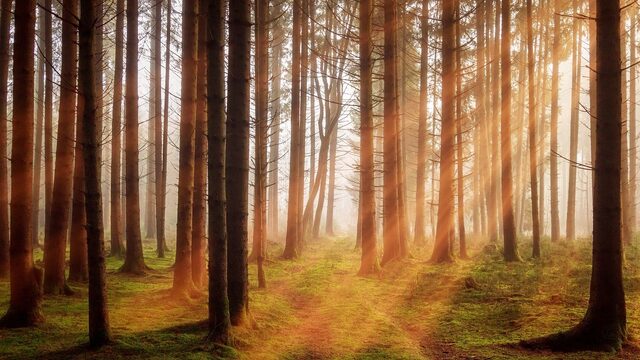 'Bomen planten voor het milieu leidt tot honger'