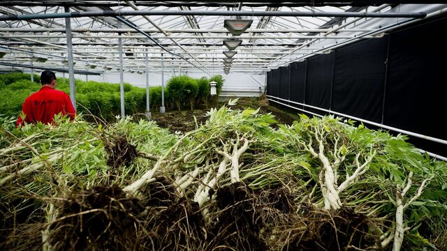 'Arbeidsmigratie ontslaat werkgevers van plicht om personeel meer te betalen'