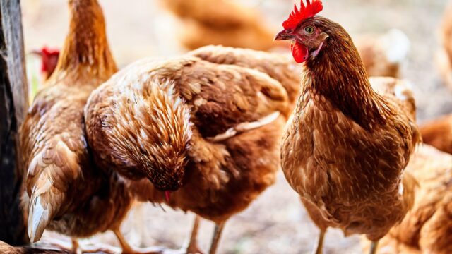 'Diergezondheidsfonds' verkozen als Eufemisme van 2022 door Wakker Dier