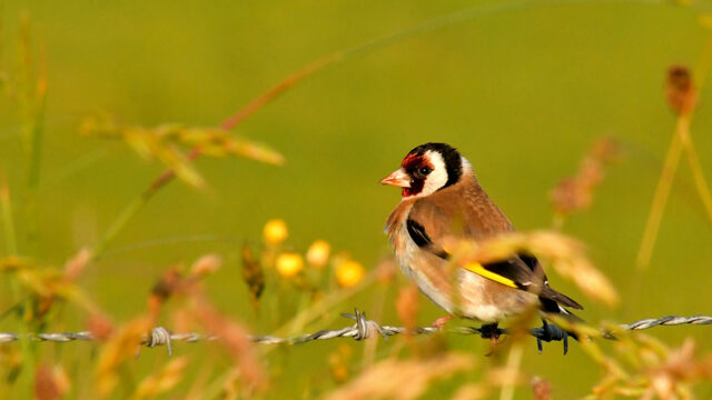 Goudvink is geen 'goldfinch': taal zorgt voor verwarring in benaming planten en dieren