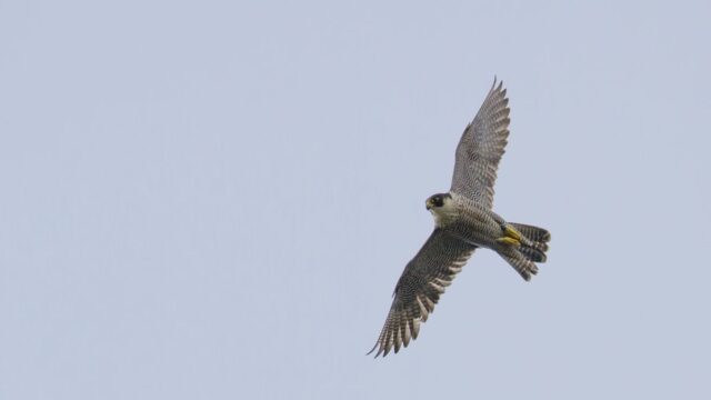 Slechtvalk in Amsterdam: op de brandweerladder vogelspotten