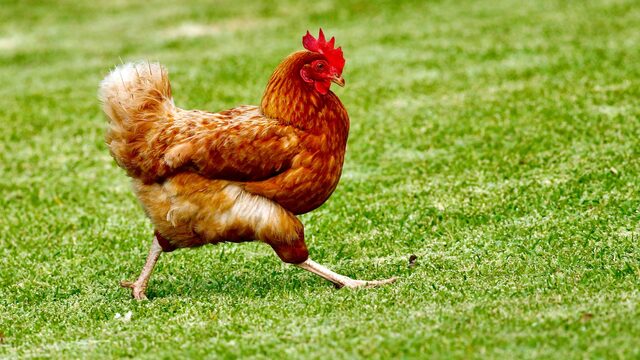 Kip in Oosterland veranderde langzaam in 'haan'