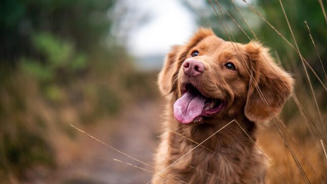 Honden lijden niet onder corona, maar 'het is geen goed jaar om mens te zijn'