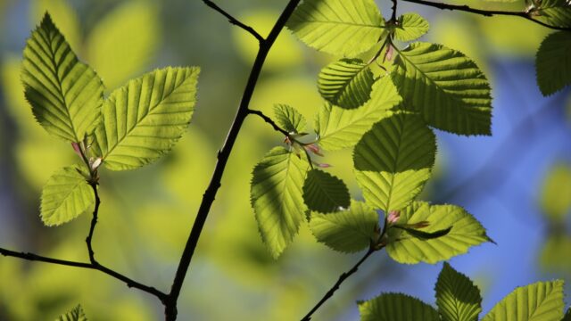 De beukenboom heeft het moeilijk door klimaatverandering