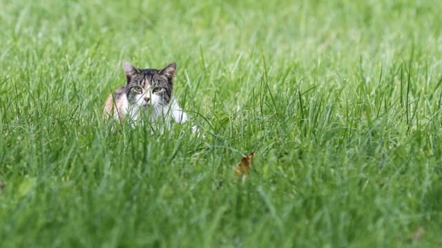 Buitenpoes of binnenkater: waar hoort de kat?