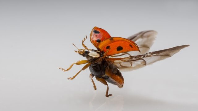 Samen overwinteren heeft voor lieveheersbeestjes ook nadelen