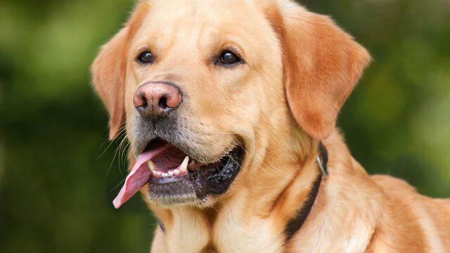 Getrainde honden kunnen ruiken of je corona hebt