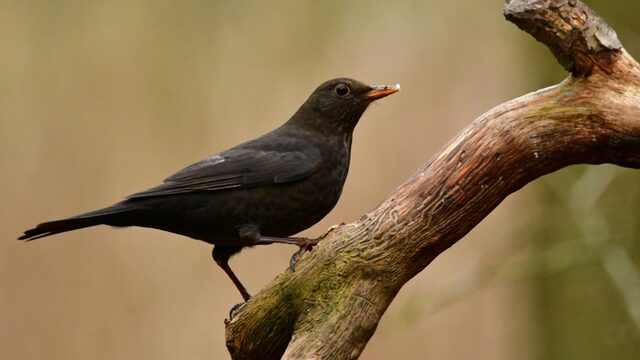 Het Jaar van de Merel: tijd om stil te staan bij deze 'doodgewone' vogel