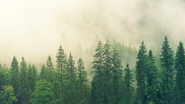 Alledaagse Vragen - Waar staat de CO2-compensatieboom van jouw vliegreis eigenlijk?