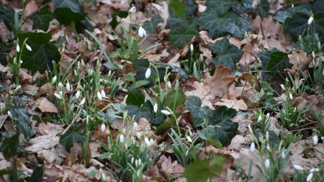 Ondanks de klimaatellende, komt de lente weer vroeg