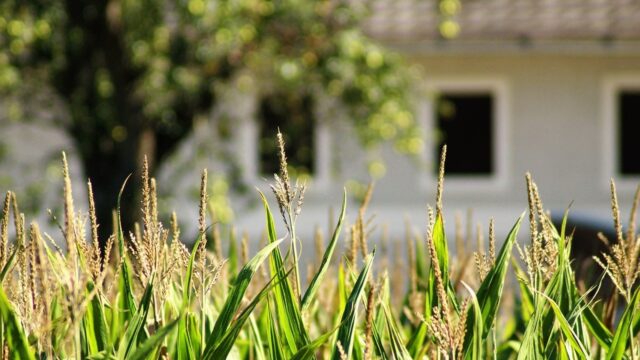 Column Mariken Heitman: Wat is er eigenlijk mis met een romantisch landleven?