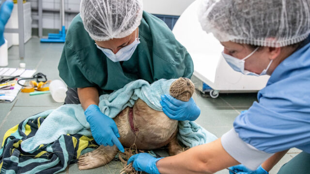 Vier keer zoveel zeehonden verstrikt in afval, 88% afkomstig uit visserij