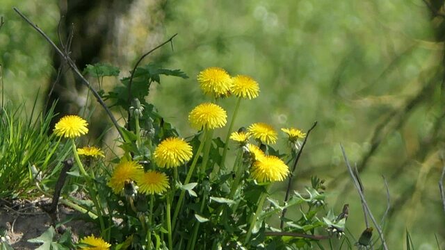 Trek paardenbloemen niet uit de tuin: ze zijn belangrijk voor bodem, insecten én de mens