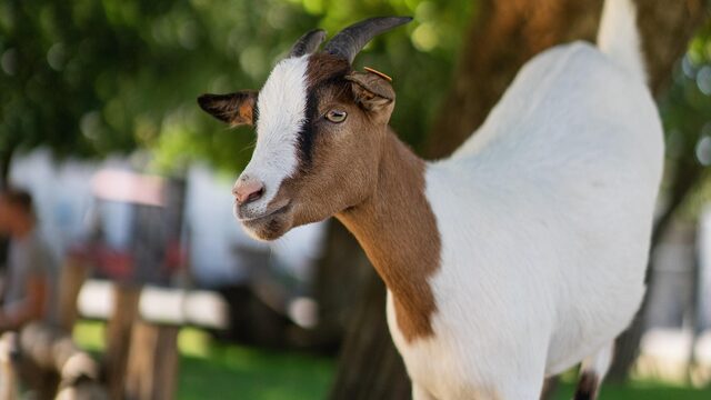 Een geit redt een kip én gaat viraal: sociale dieren zijn populair