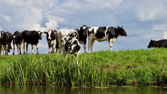 Waarom het duurzamer is om vlees en zuivel uit je dieet te schrappen