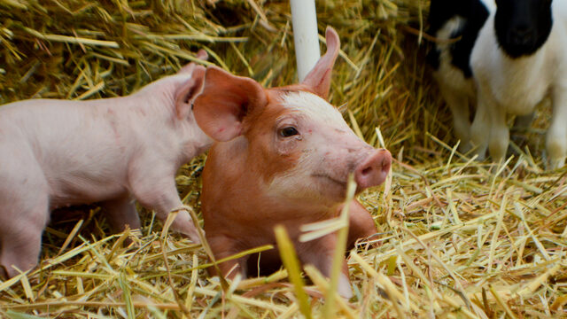 Gaan dieren mensenlevens redden?